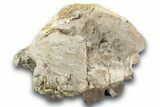 Fossil Running Rhino (Hyracodon) Upper Jaws - South Dakota #243599-2